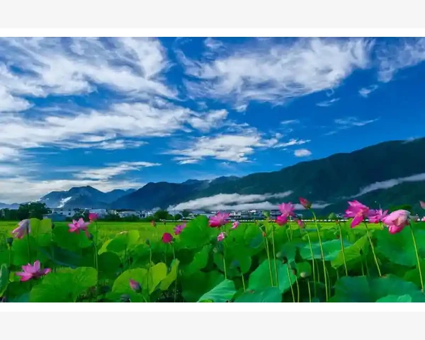 吃什么食物可以清肺？中医科普百科，让您了解清肺食物及功效